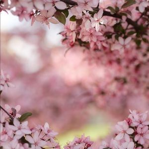 Meet your Posher, Amaya